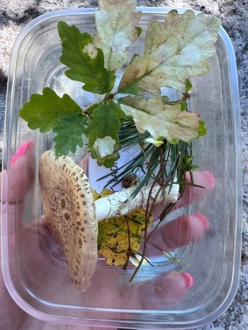 556470539_1401948555269158_4270978046567593309_n